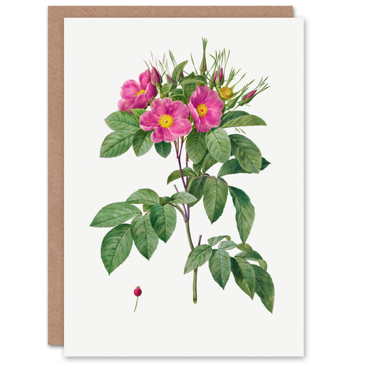 Pierre-Joseph Redouté Art Card Vintage Carolina Rose Illustration