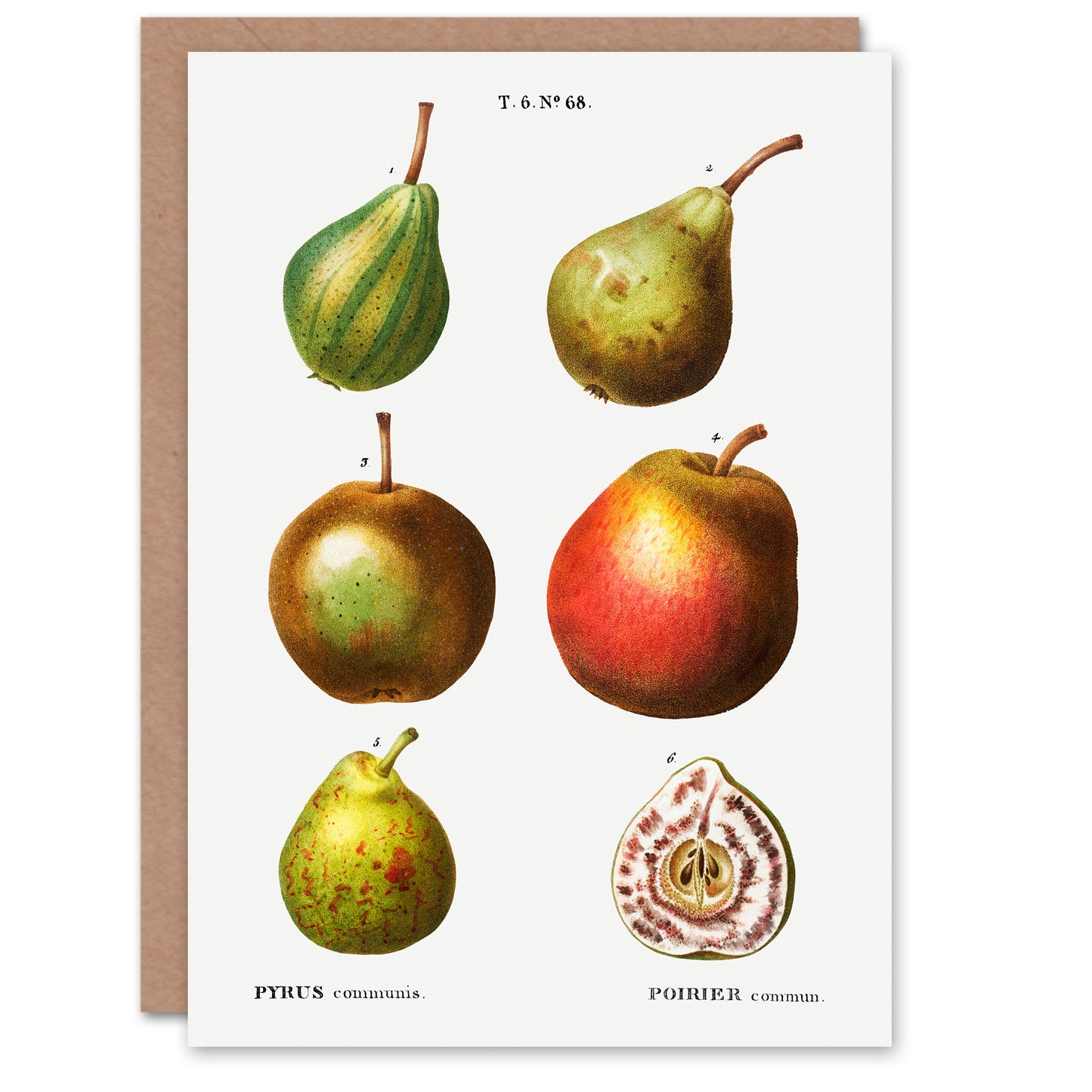 Pierre-Joseph Redouté Art Card Pear Varieties Vintage Illustration