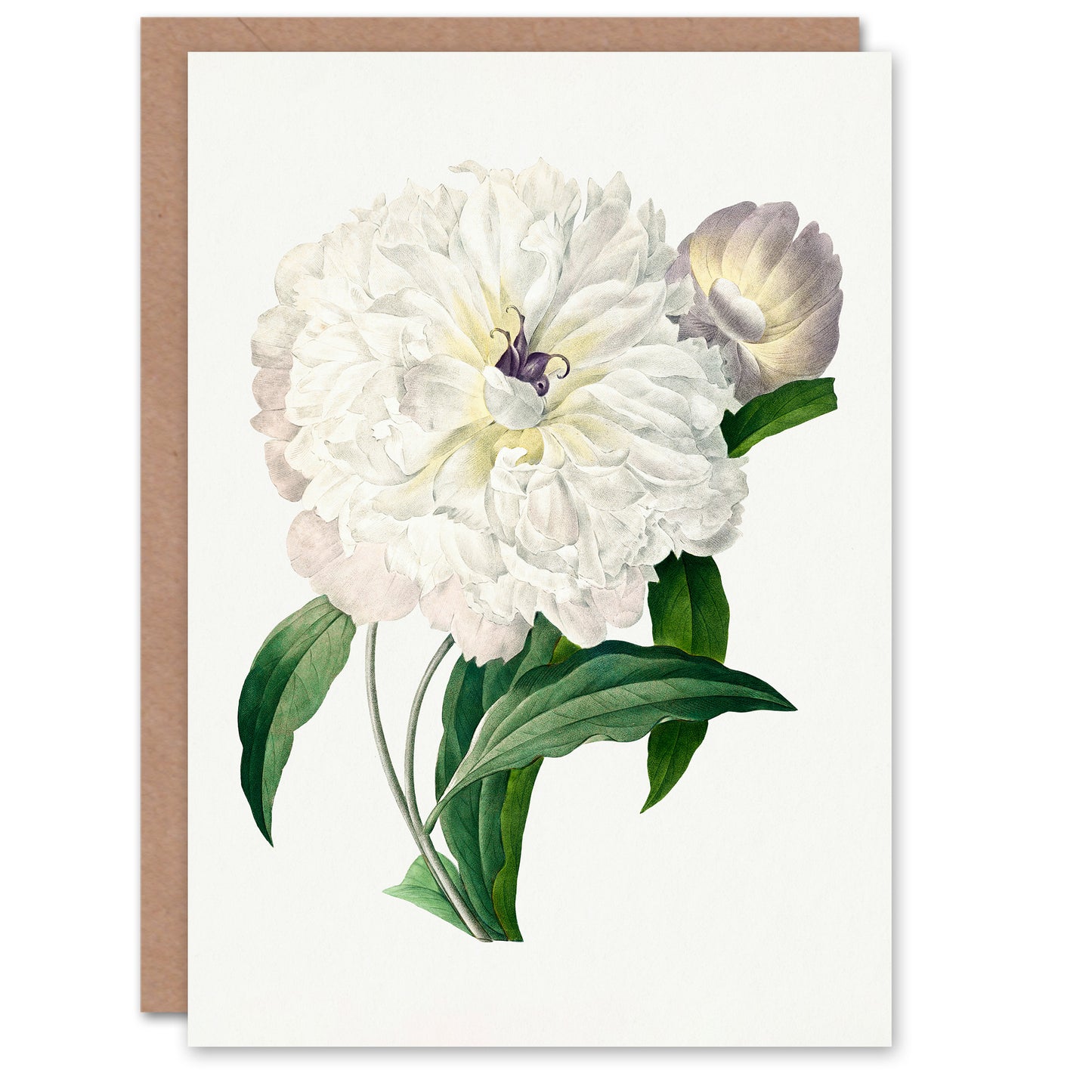 Pierre-Joseph Redouté Art Card Vintage Peony Flower Illustration