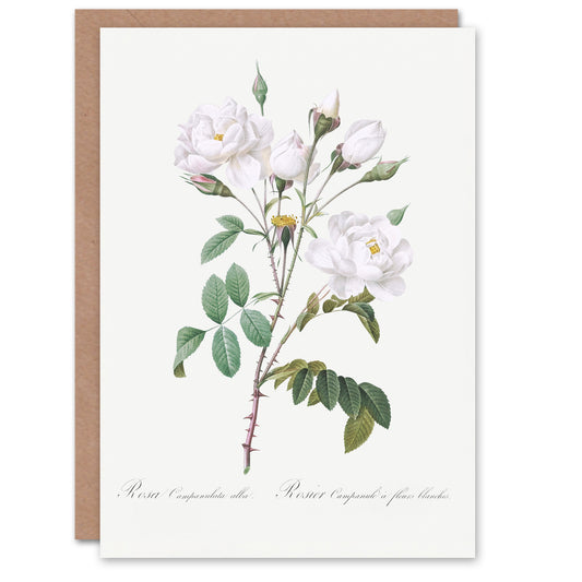 Pierre-Joseph Redouté Art Card White Rose Vintage Floral Illustration