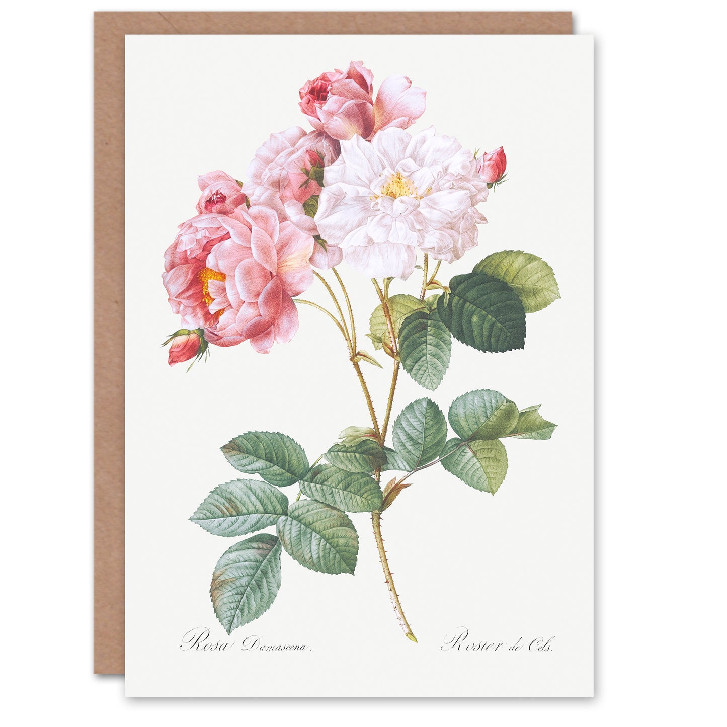 Pierre-Joseph Redouté Art Card Vintage Pink Rosebush Flowers Illustration