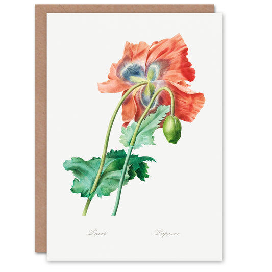 Pierre-Joseph Redouté Art Card Poppy Flower Vintage Botanical Illustration