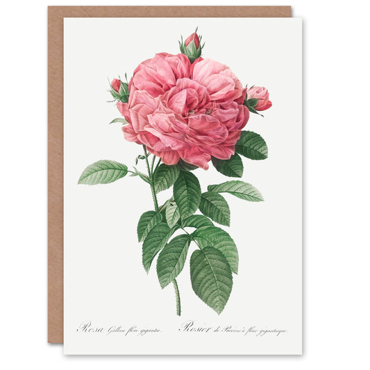 Pierre-Joseph Redouté Art Card Giant Gallica Rose Vintage Floral