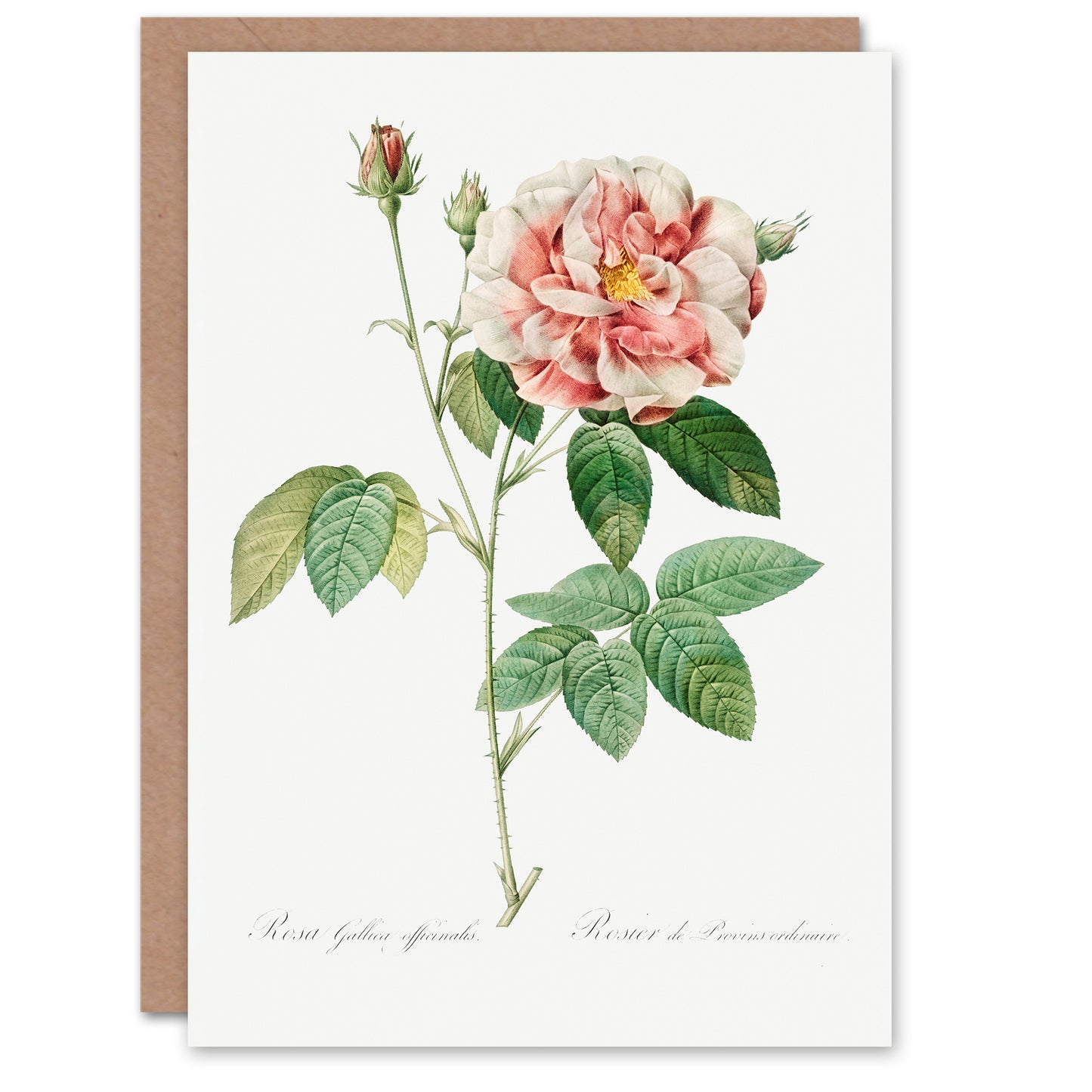 Pierre-Joseph Redouté Art Card Rosa Gallica Giant Rose Vintage Floral