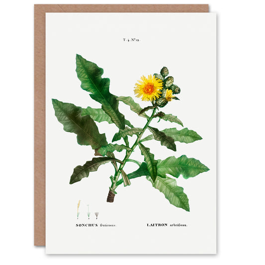 Pierre-Joseph Redouté Art Card Sow Thistle Flower Bloom