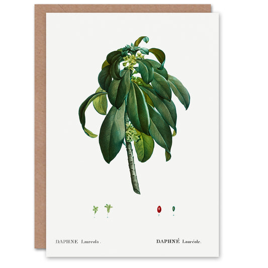 Pierre-Joseph Redouté Art Card Spurge Laurel Vintage Botanical Illustration