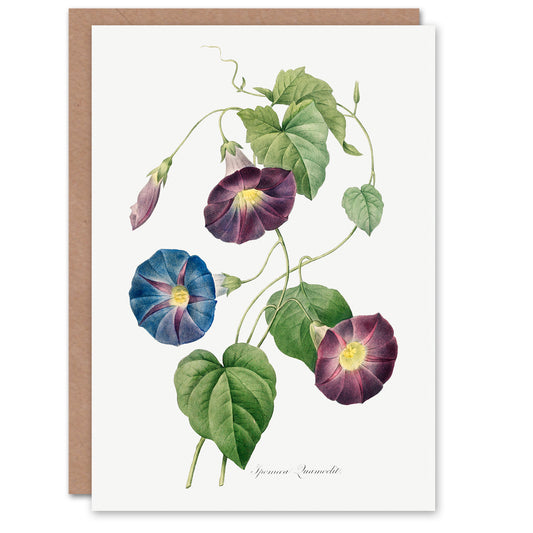 Pierre-Joseph Redouté Art Card Morning Glory Vintage Floral