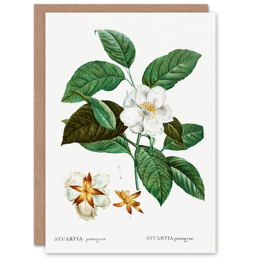 Pierre-Joseph Redouté Art Card Mountain Camellia Flower
