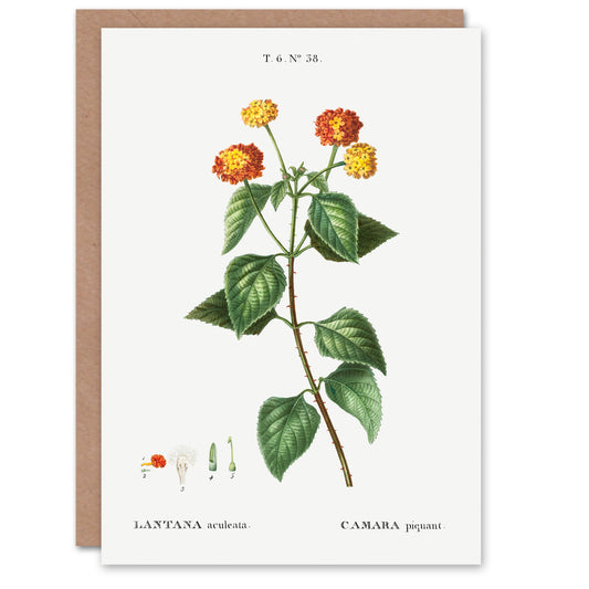 Pierre-Joseph Redouté Art Card Lantana Plant Vintage Botanical Illustration