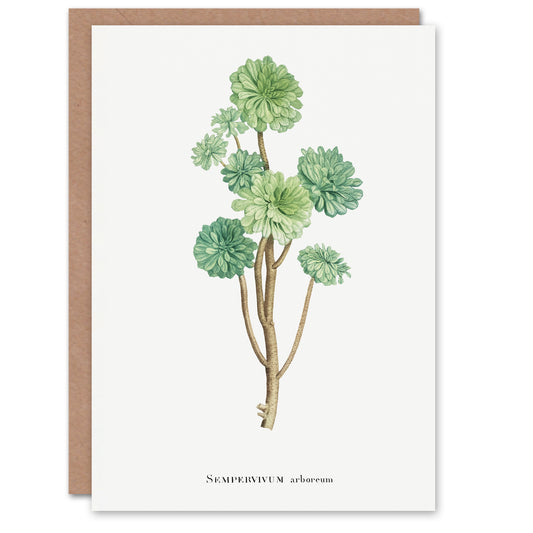 Pierre-Joseph Redouté Art Card Tree Houseleek Succulent