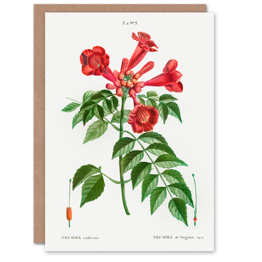 Pierre-Joseph Redouté Art Card Trumpet Vine Flowers
