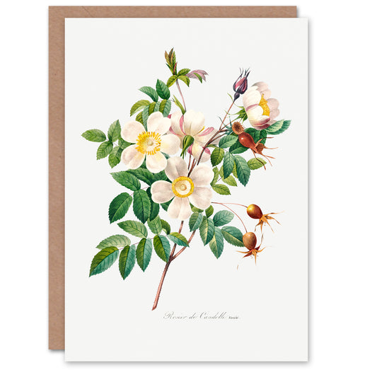Pierre-Joseph Redouté Art Card White Rose Vintage Floral