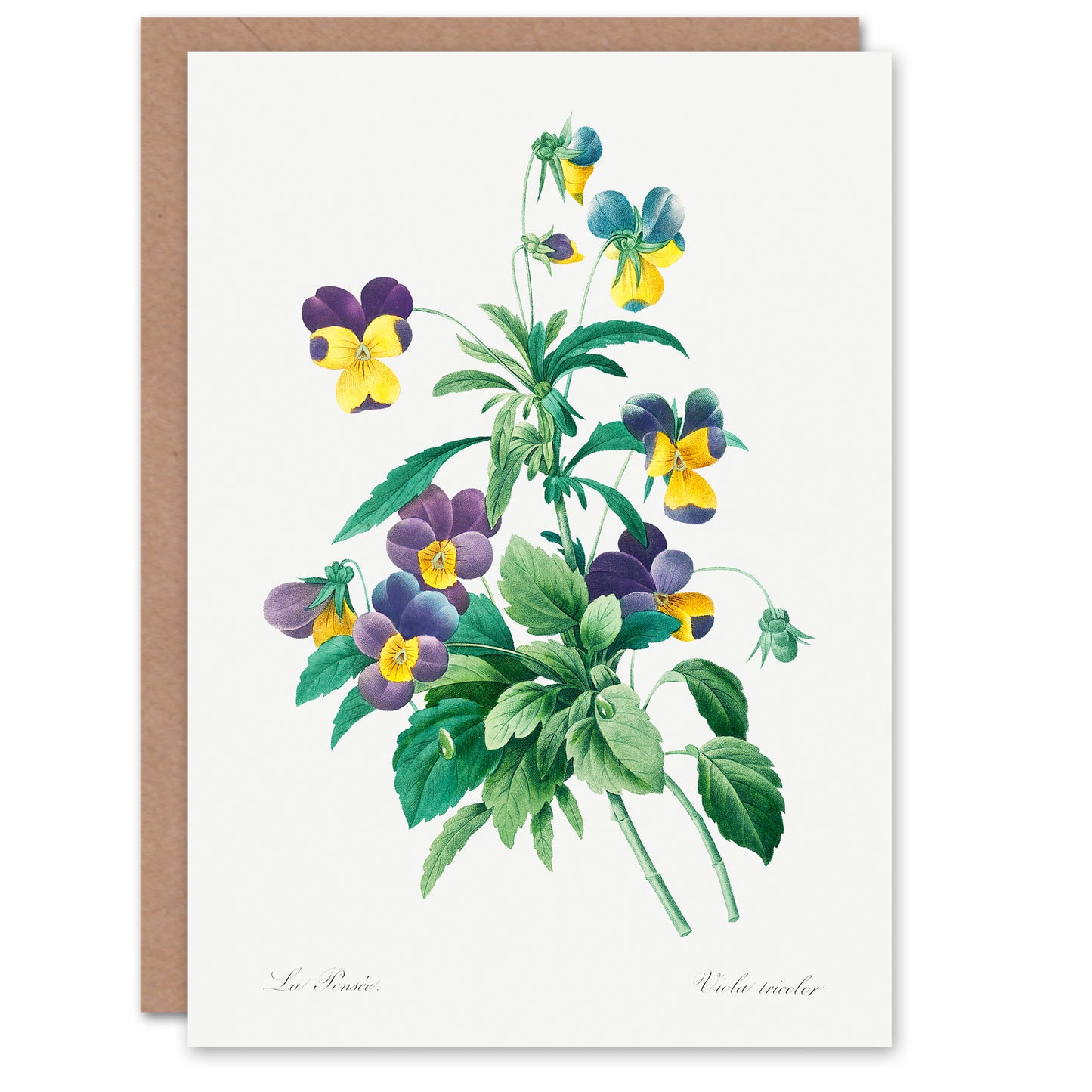Pierre-Joseph Redouté Art Card Vintage Wild Pansy Flower Illustration