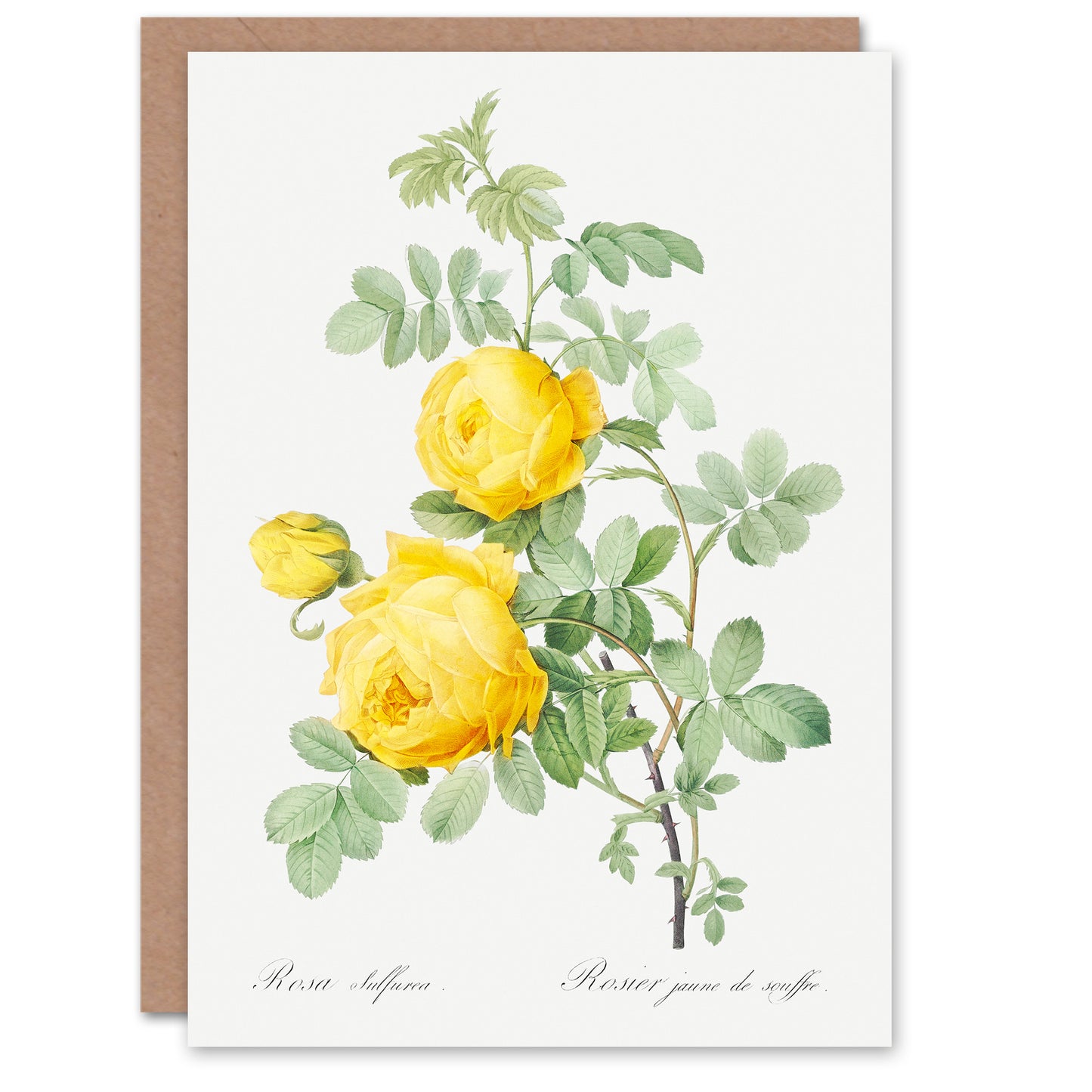 Pierre-Joseph Redouté Art Card Yellow Rose Vintage Botanical