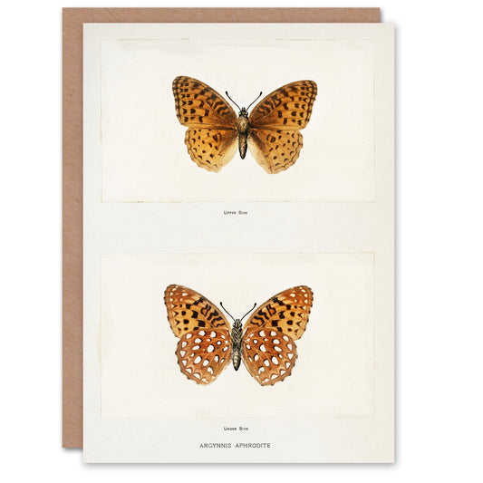 Sherman Denton Art Card Aphrodite Fritillary Butterfly