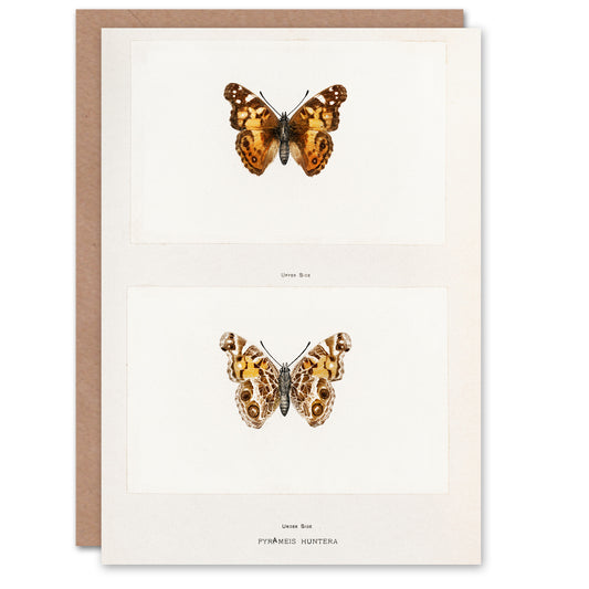 Sherman Denton Art Card Brazilian Lady Vintage Butterfly Illustration