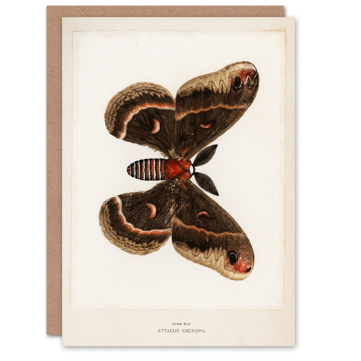 Sherman Denton Art Card Cecropia Moth Vintage Illustration