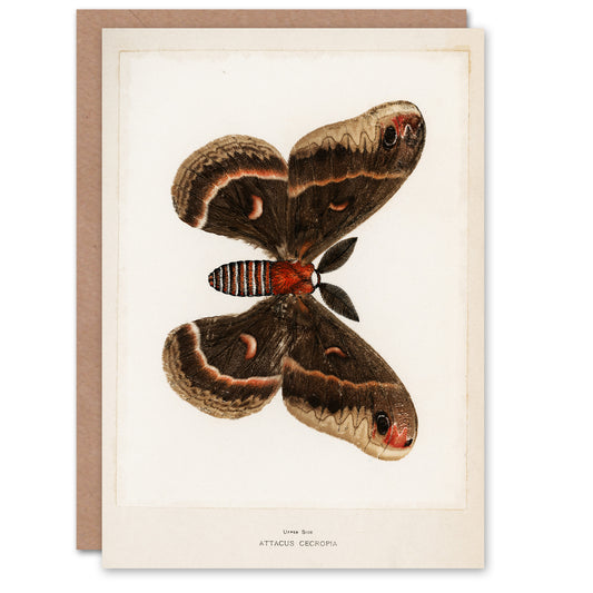 Sherman Denton Art Card Cecropia Moth Vintage Illustration