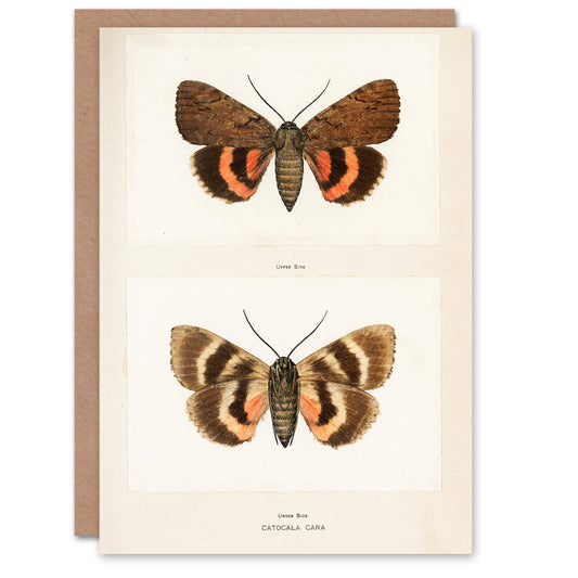 Sherman Denton Art Card Darling Underwing Moth Illustration