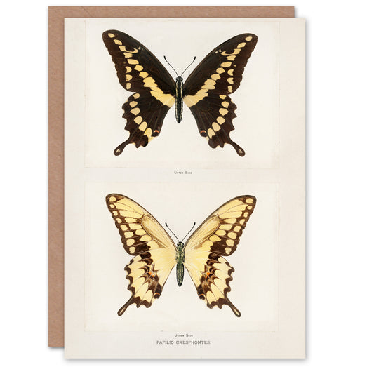 Sherman Denton Art Card Giant Swallowtail Butterfly