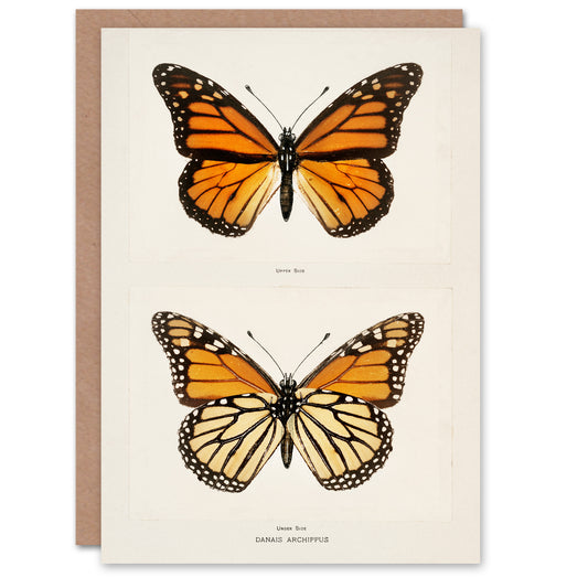 Sherman Denton Art Card Monarch Butterfly Vintage Illustration