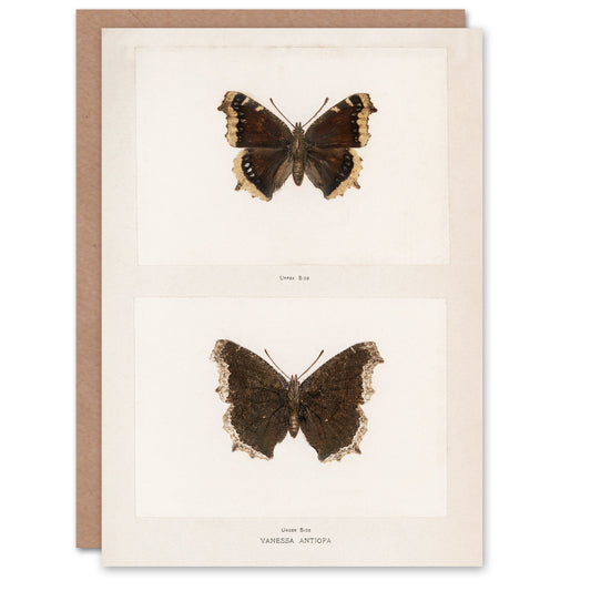 Sherman Denton Art Card Mourning Cloak Butterfly