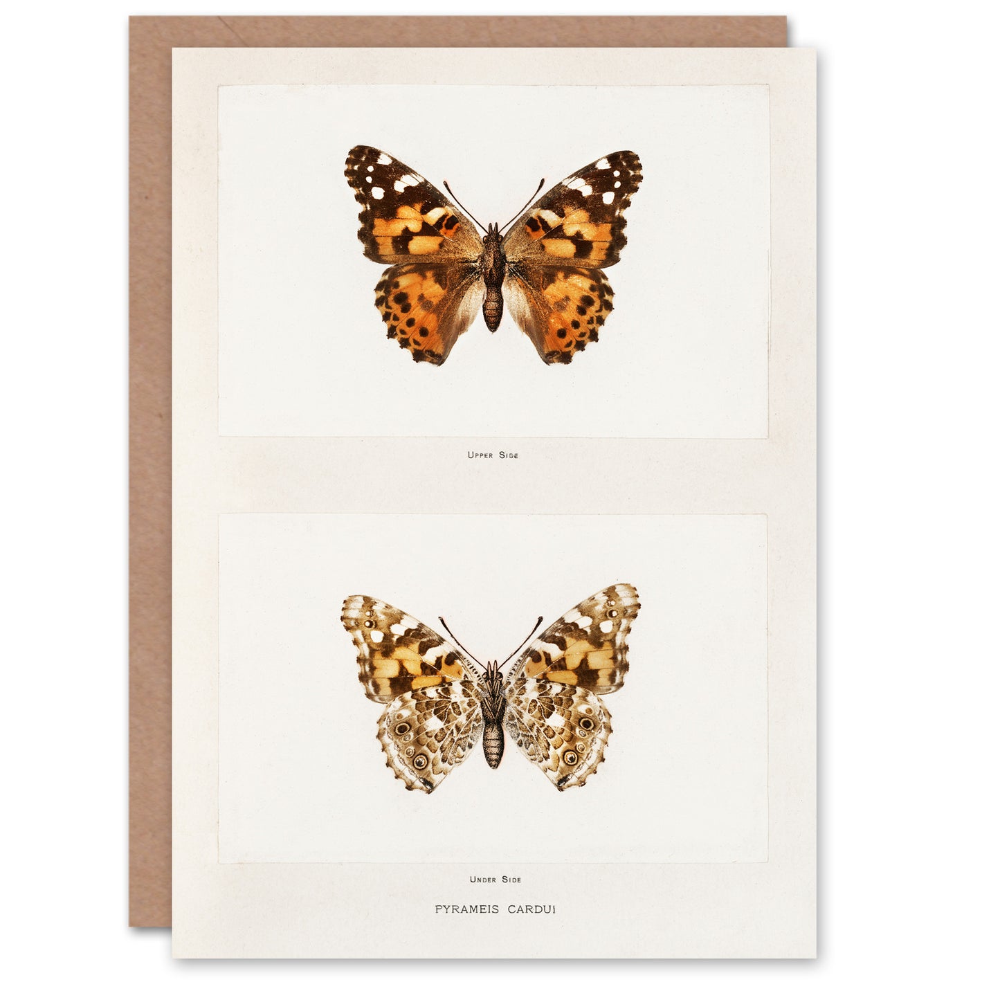 Sherman Denton Art Card Painted Lady Butterfly Vintage Illustration