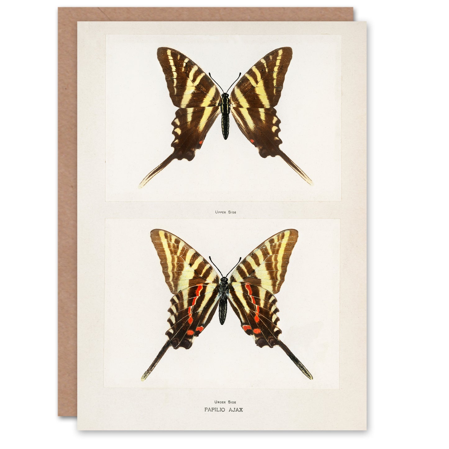 Sherman Denton Art Card Papilio Ajax Butterfly Vintage Illustration