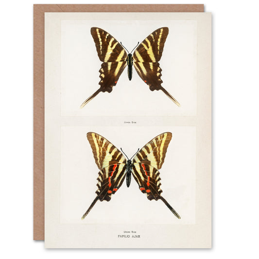 Sherman Denton Art Card Papilio Ajax Butterfly Vintage Illustration