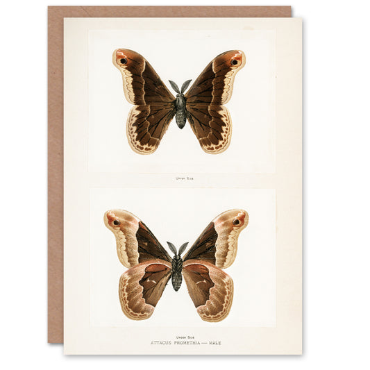 Sherman Denton Art Card Promethea Silk Moth Male