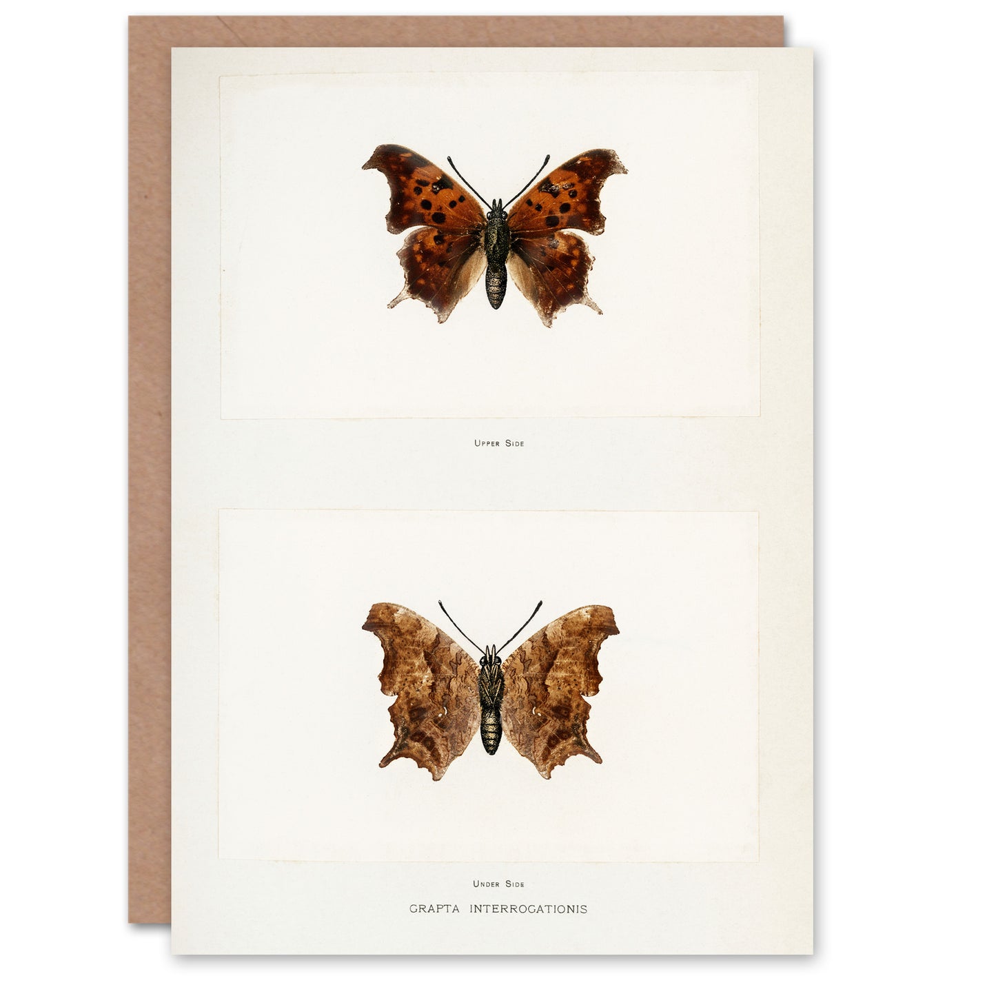 Sherman Denton Art Card Question Mark Butterfly Vintage Illustration