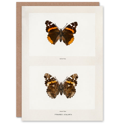 Sherman Denton Art Card Red Admiral Butterfly Vintage Illustration