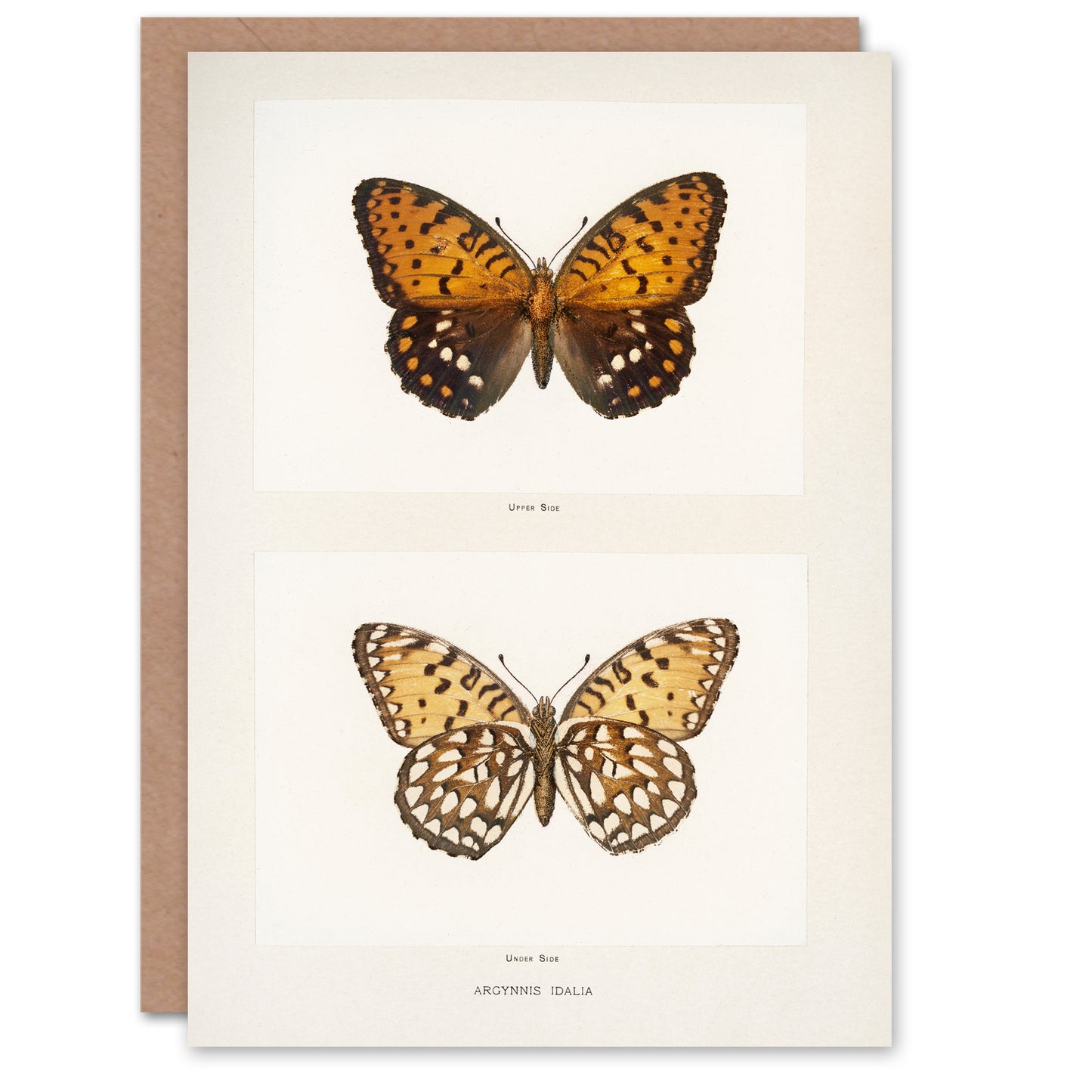 Sherman Denton Art Card Regal Fritillary Butterfly
