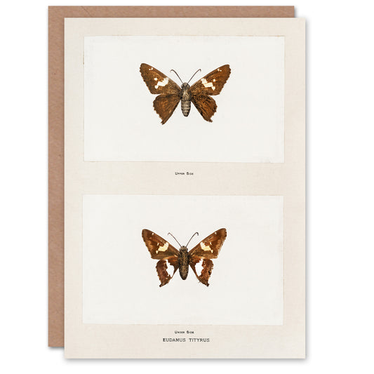 Sherman Denton Art Card Silver Spotted Skipper Butterfly