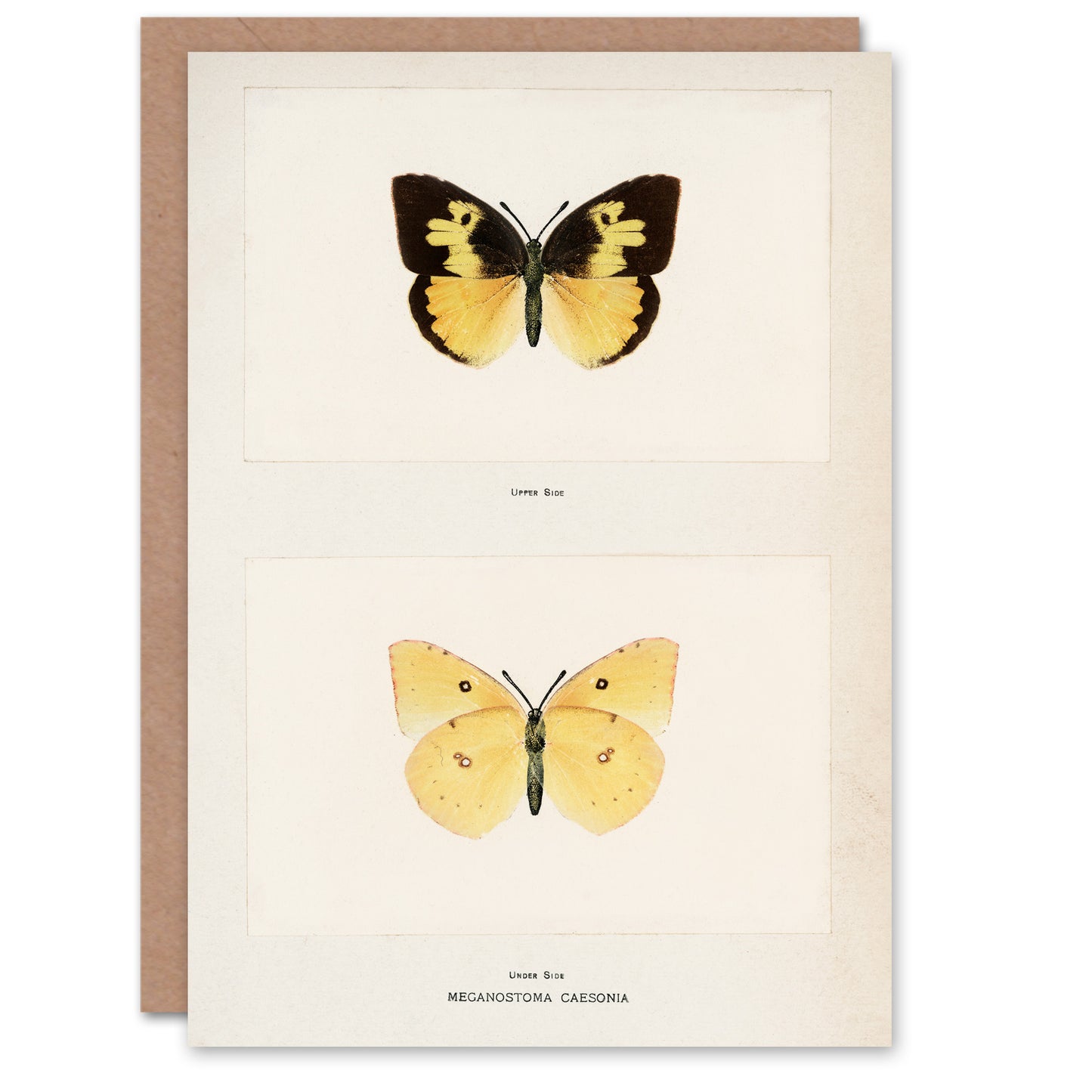 Sherman Denton Art Card Southern Dogface Butterfly