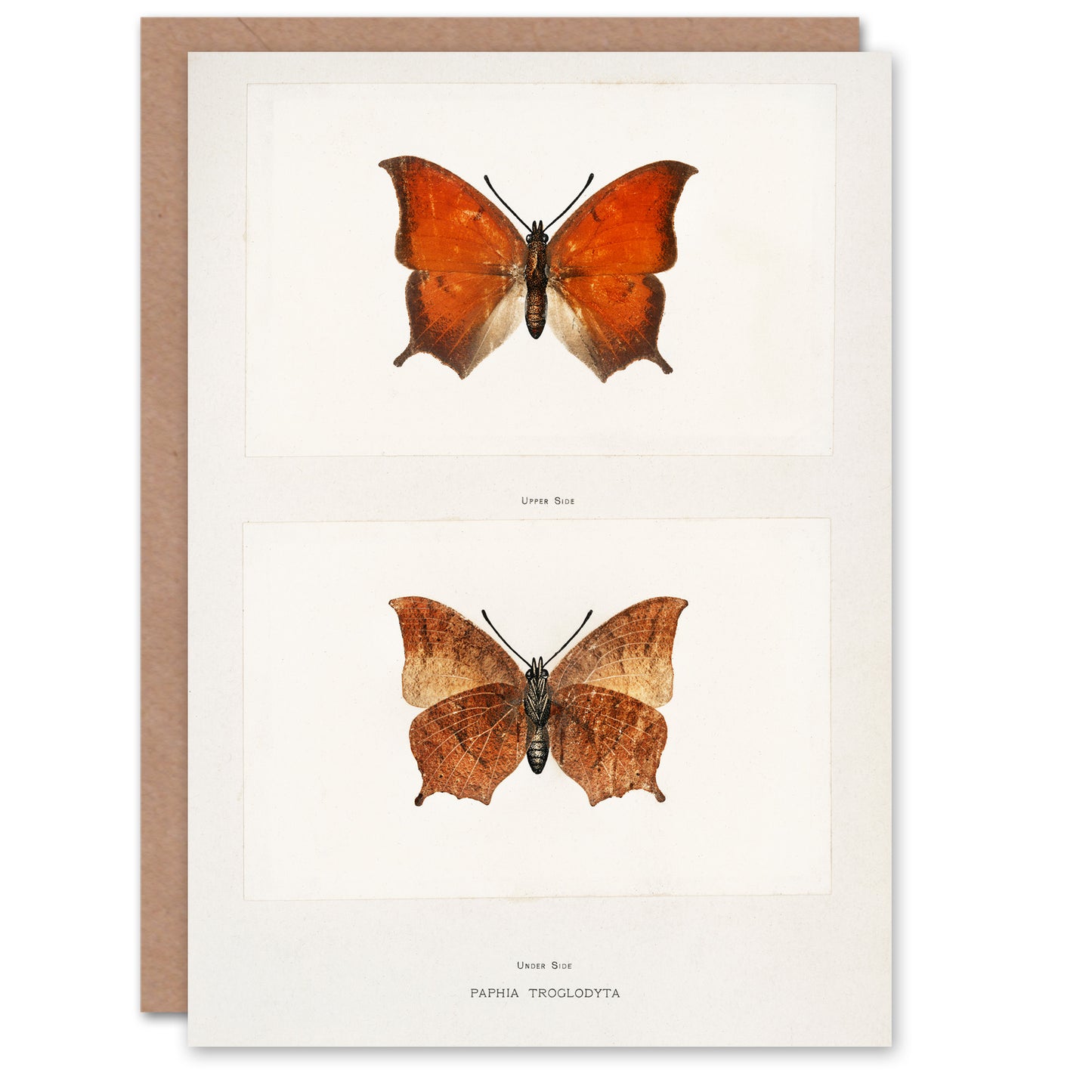 Sherman Denton Art Card Tropical Leafwing Butterfly