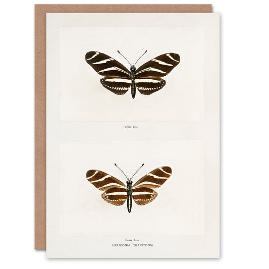Sherman Denton Art Card Zebra Longwing Butterfly