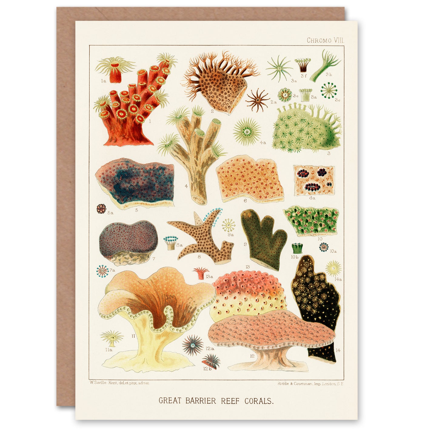 William Saville Kent Art Card Great Barrier Reef Corals Illustration