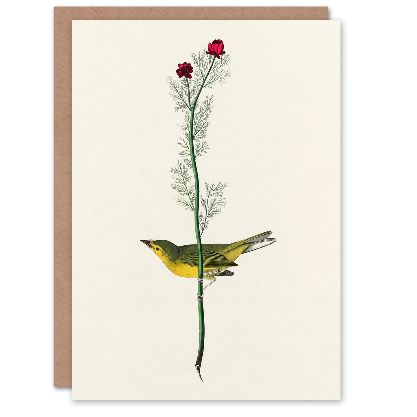 John James Audubon Art Card Selbys Flycatcher Bird