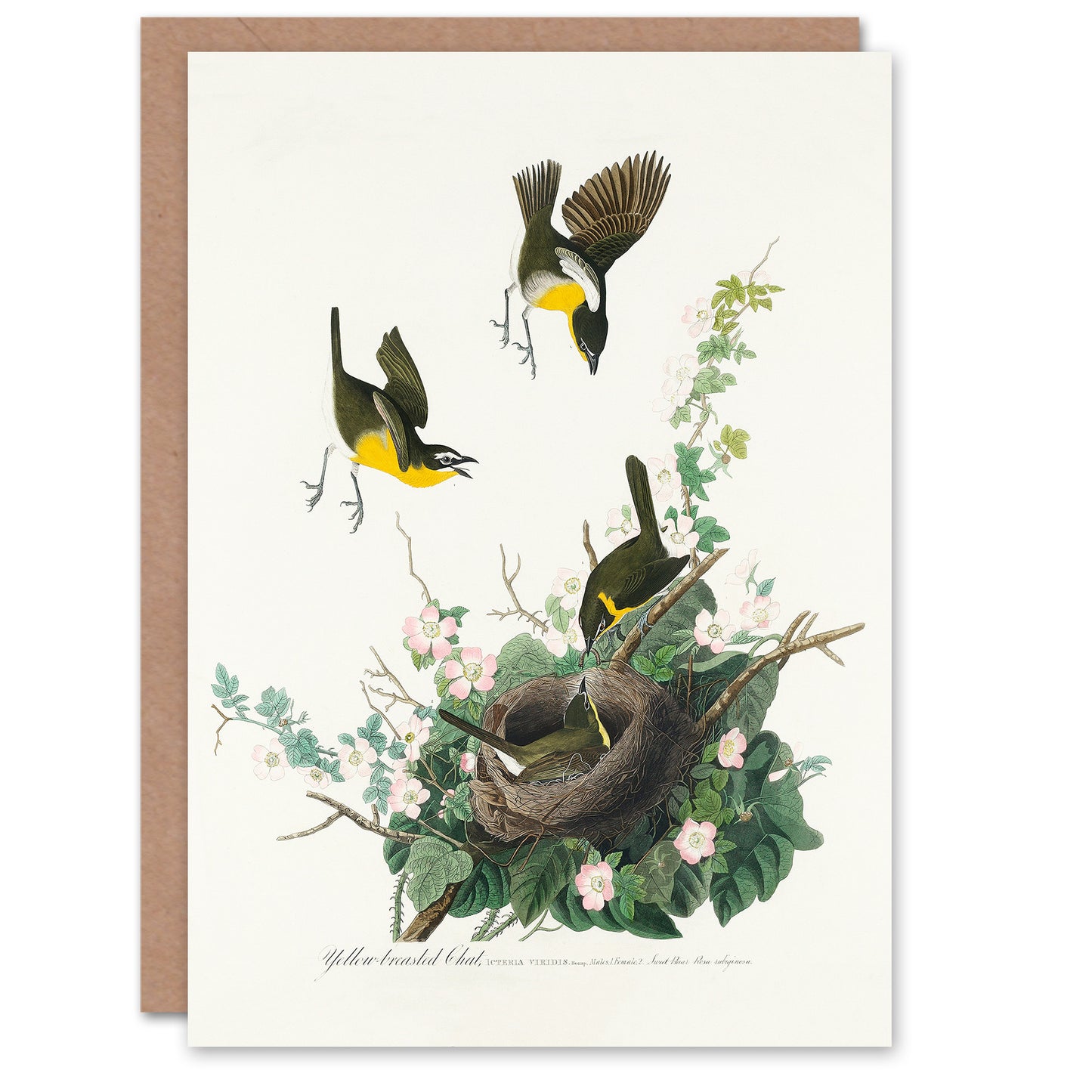 John James Audubon Art Card Yellow Breasted Chat