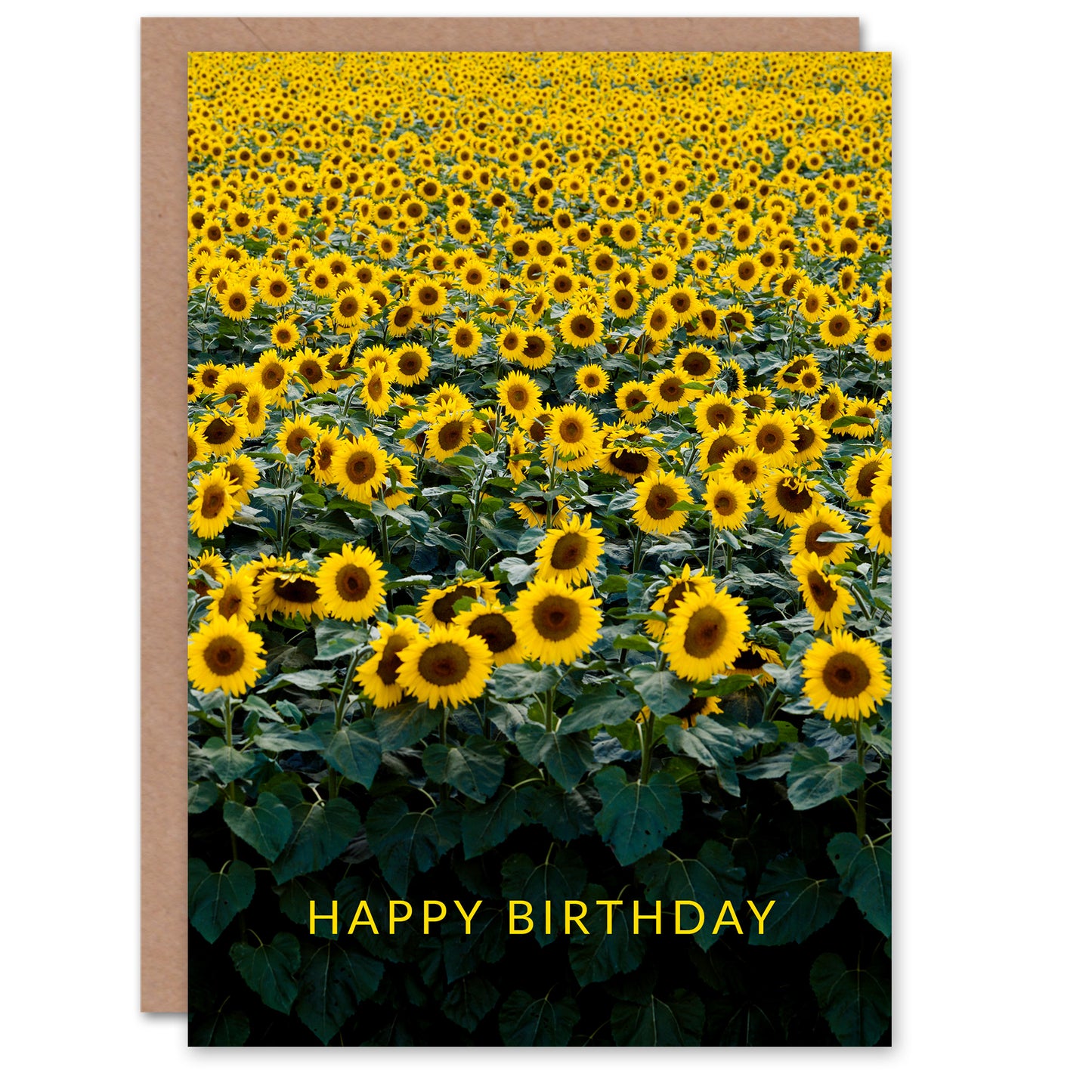 Carol M Highsmith Birthday Card Sunflowers in a Wisconsin Field