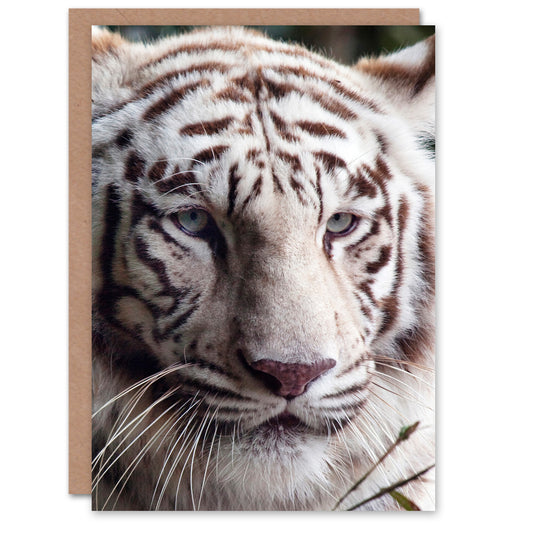 Carol M Highsmith Art Card White Bengal Tiger Close Up Photo