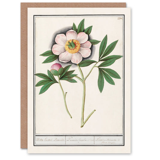 Anselmus de Boodt Art Card Blooming Peony Flower Study
