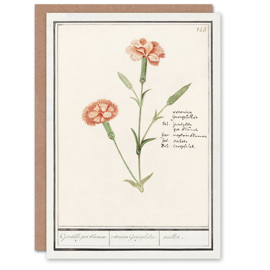Anselmus de Boodt Art Card Carnation Dianthus Flower