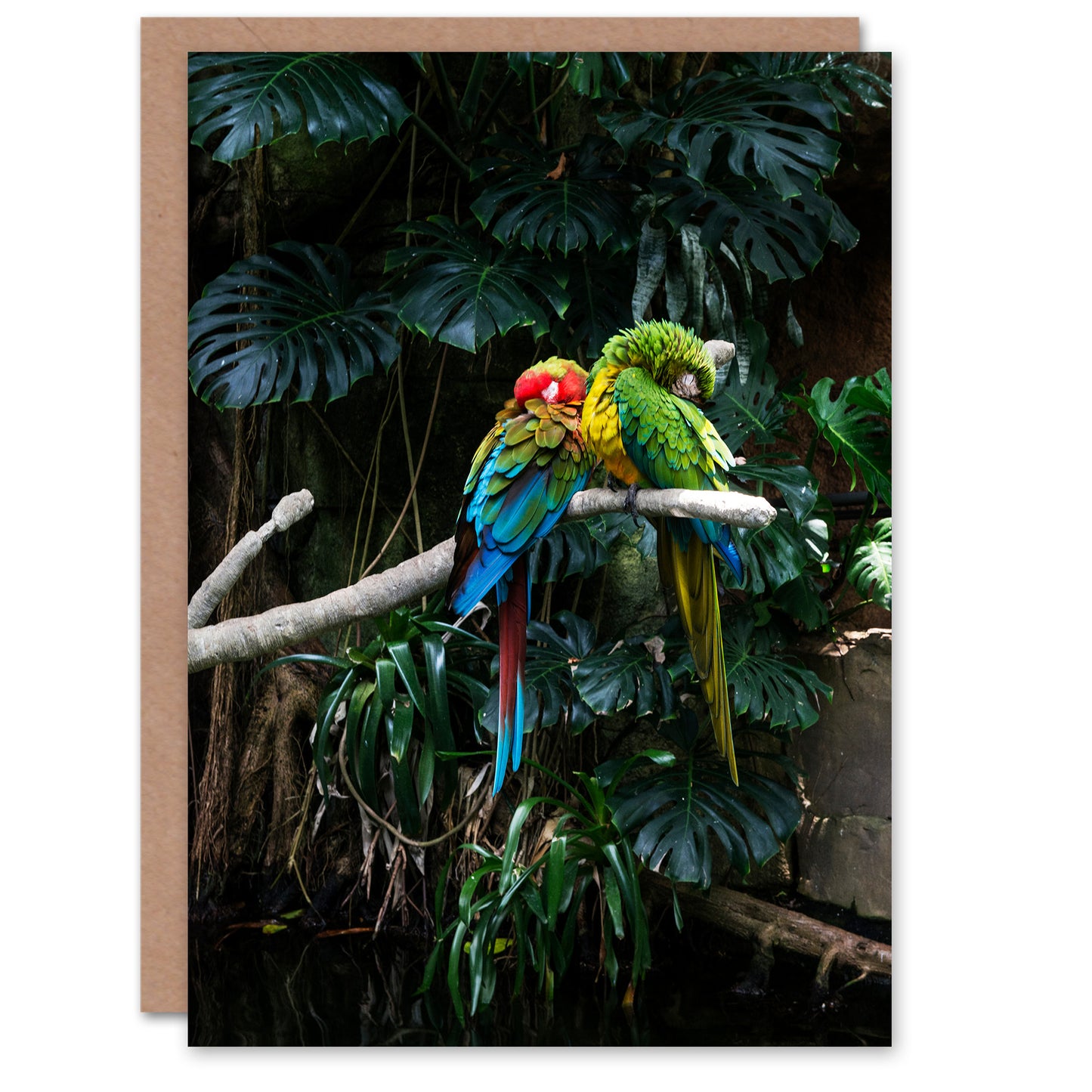 Carol M Highsmith Art Card Colourful Sleeping Parrots Photo