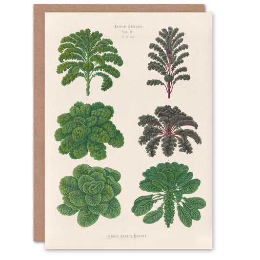 Ernst Benary Art Card Kale and Brussel Sprouts Vintage Botanical