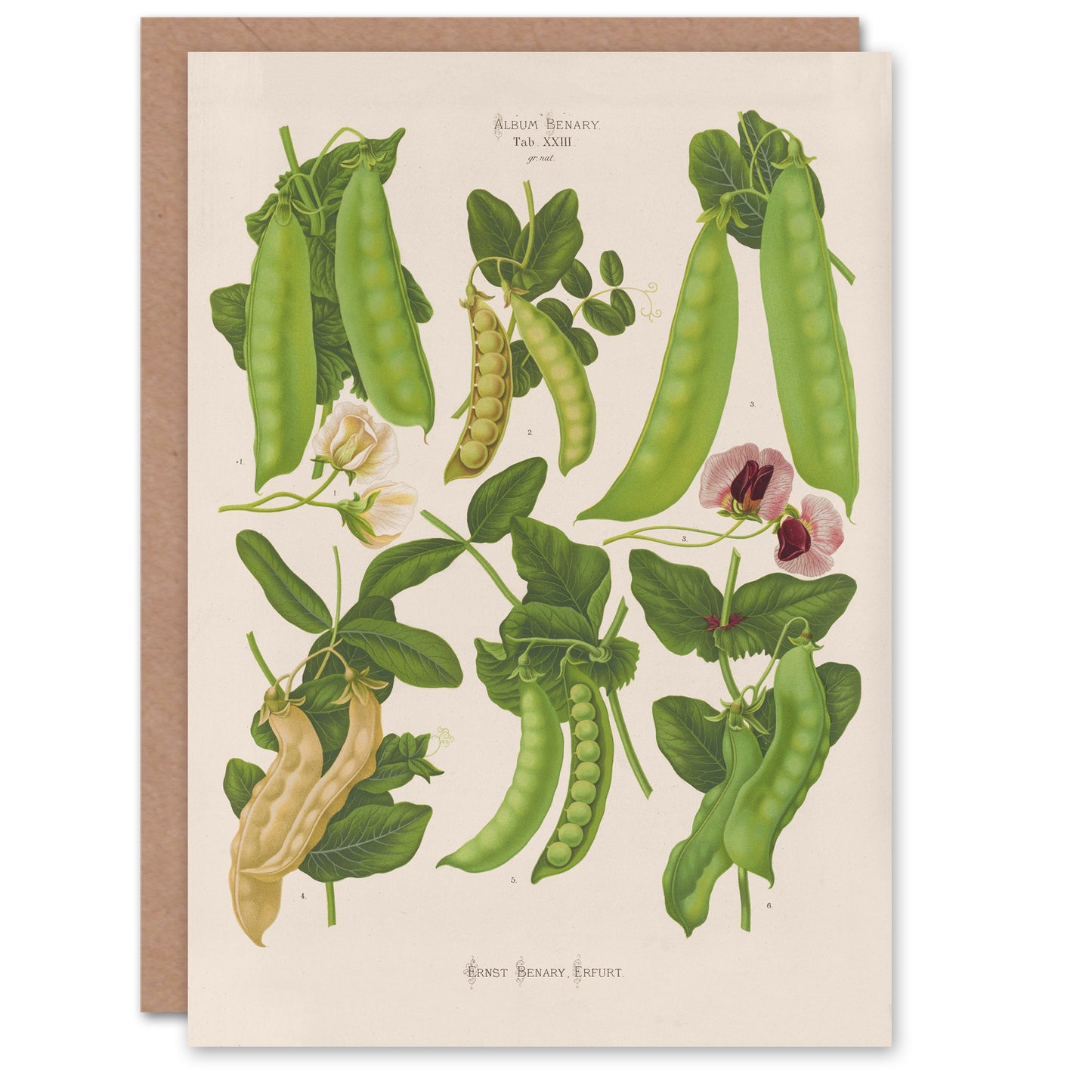 Ernst Benary Art Card Sugar Peas Varieties Vintage Botanical