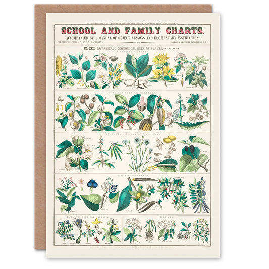 Willson and Calkins Art Card Vintage Botanical Chart No XXII
