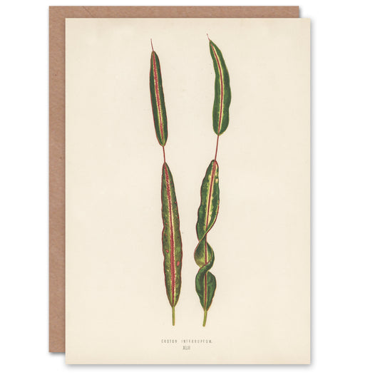 Fawcett Art Card Vintage Botanical Croton Interruptum Leaf
