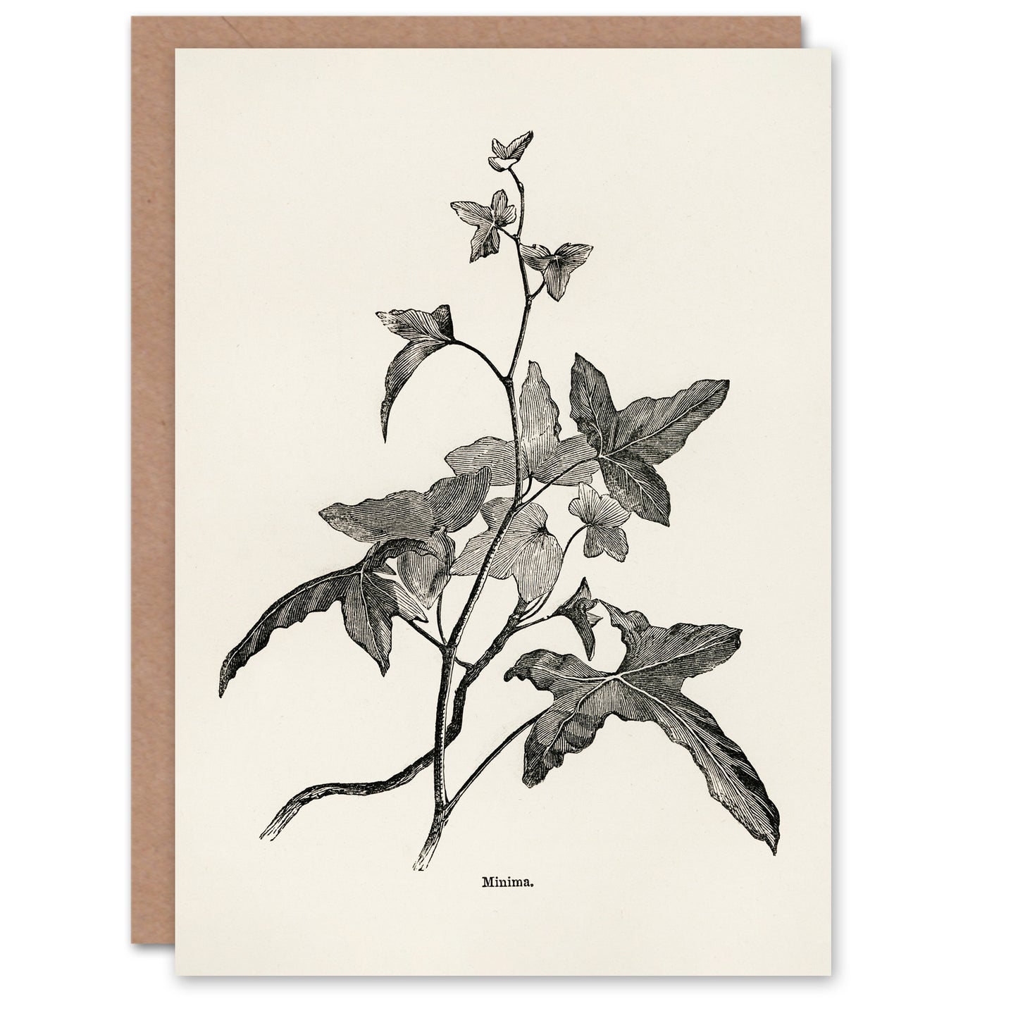 Shirley Hibberd Art Card Vintage Botanical Minima Ivy